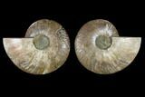 Sliced Ammonite Fossil - Crystal Lined Chambers #115319-1